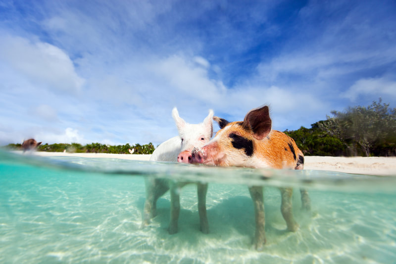 Bahamas pigs swimming